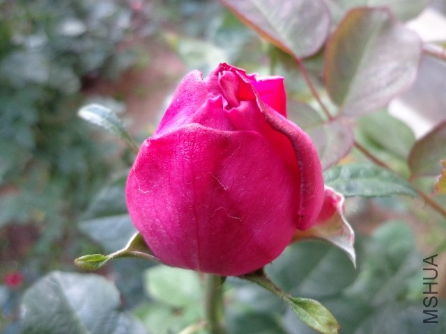 DSC01472.JPG
