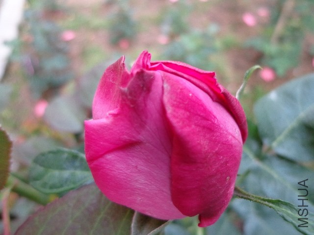 DSC01474.JPG
