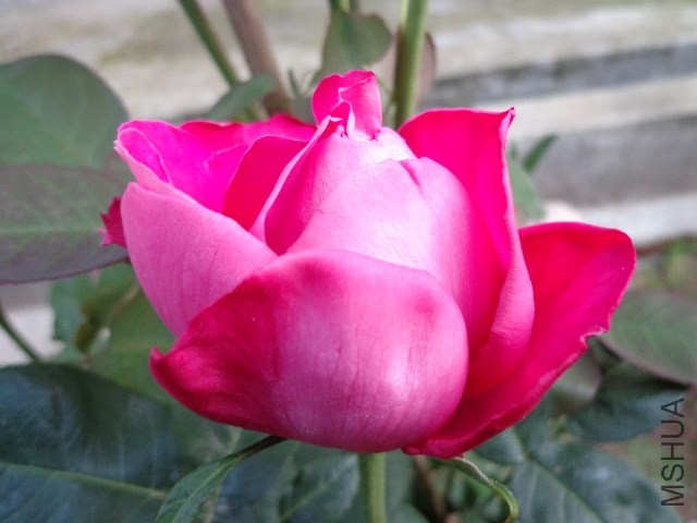 DSC01483.JPG