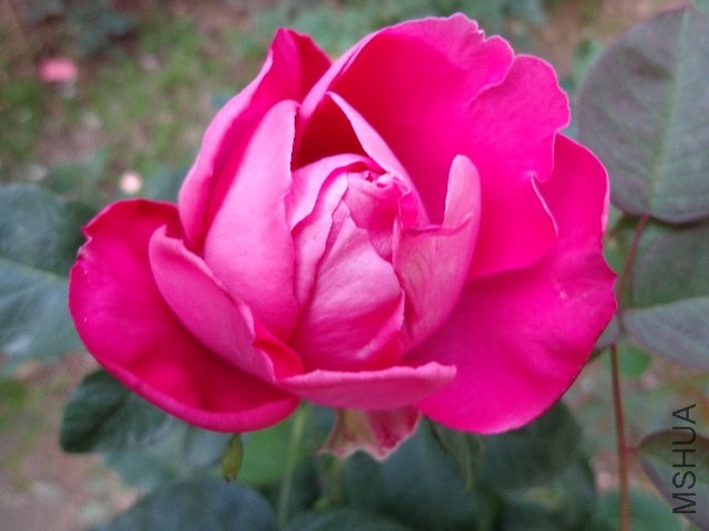 DSC01482.JPG