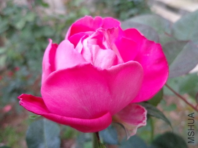 DSC01484.JPG