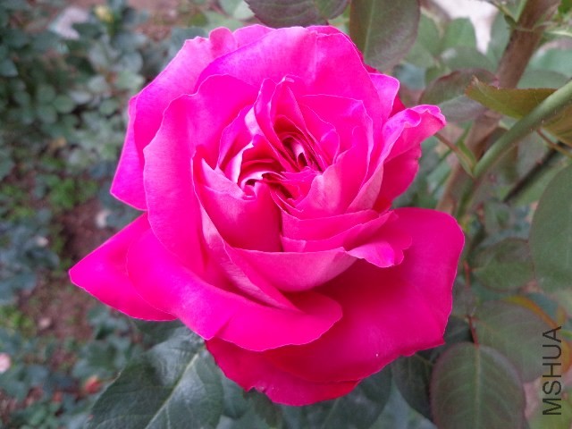 DSC01492.JPG