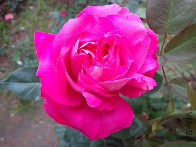 DSC01493.JPG
