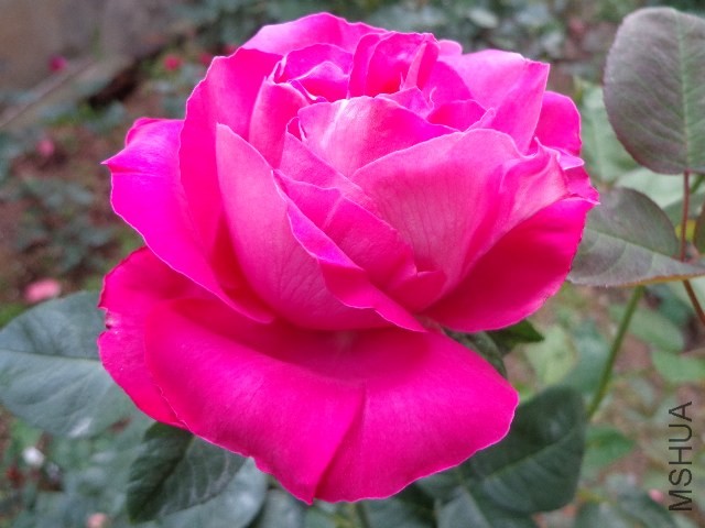 DSC01496.JPG