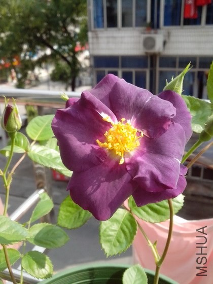 IMG_20140429_085233.jpg