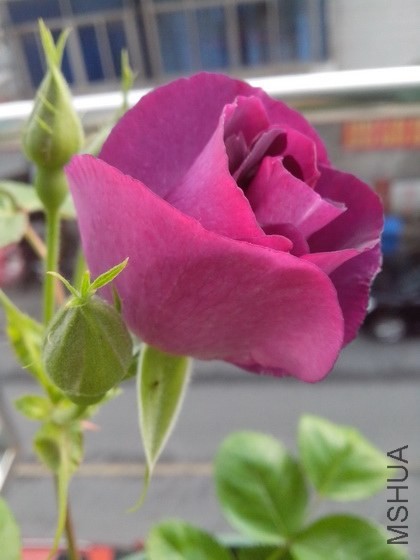 IMG_20140429_065810.jpg