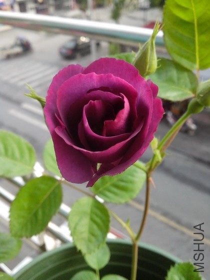 IMG_20140429_065745.jpg