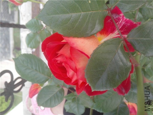 IMG20140429008.jpg