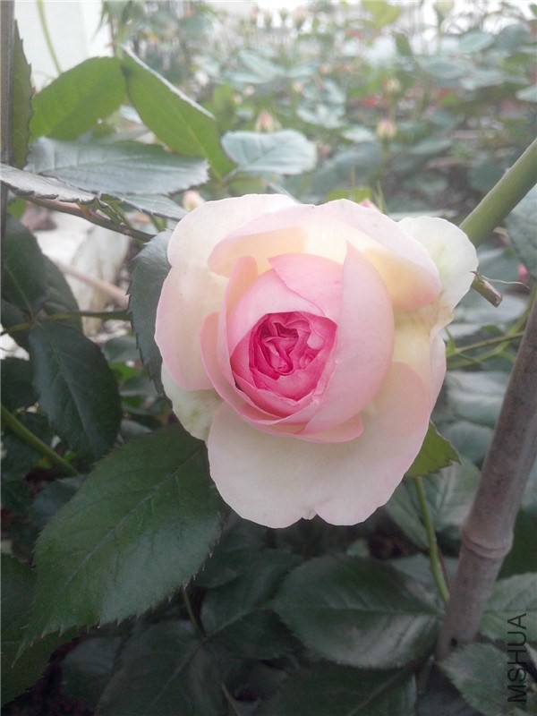 IMG20140429001.jpg