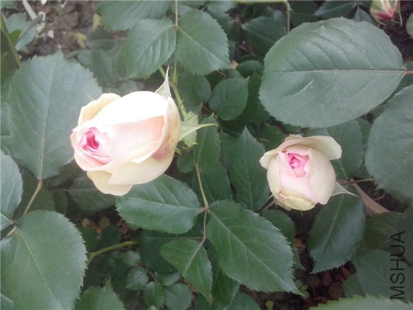 IMG20140429002.jpg