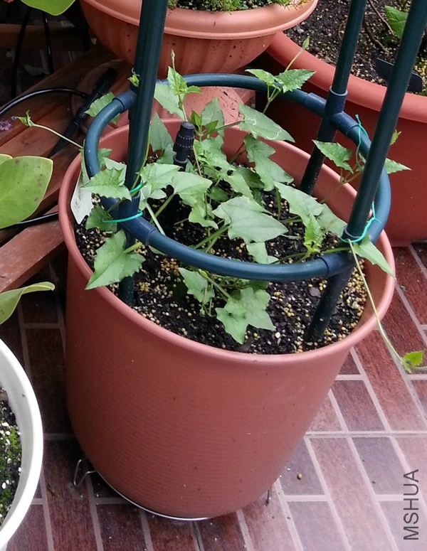 ������ɺ�����ߵ���ɺ20140429.jpg
