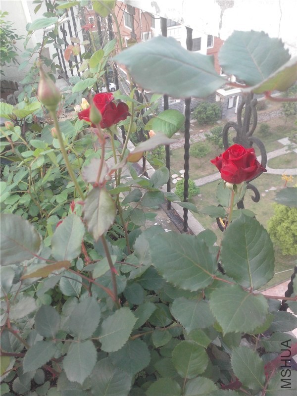 IMG20140429010.jpg