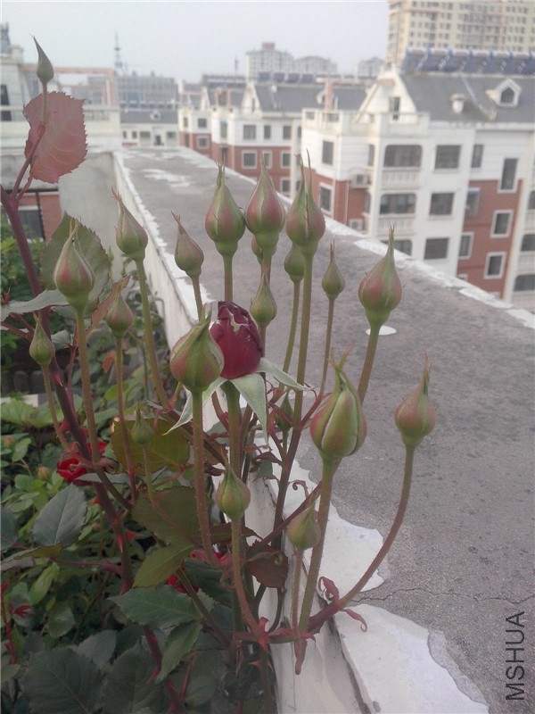 IMG20140429011.jpg