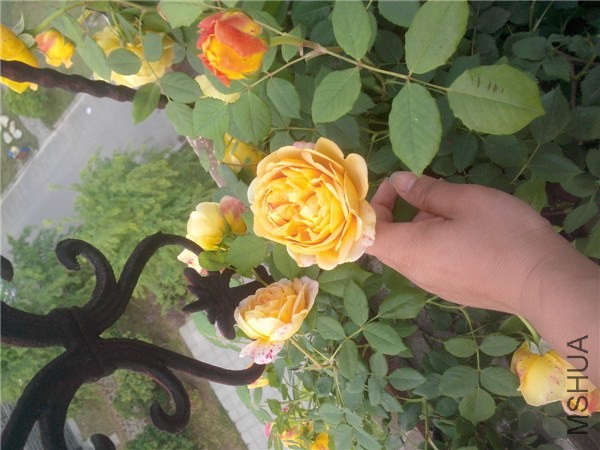 IMG20140429025.jpg