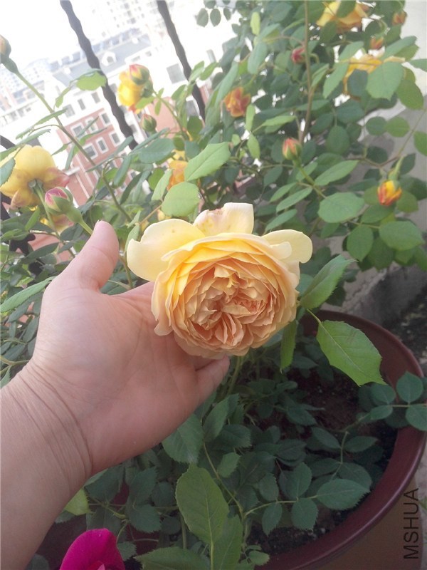 IMG20140429026.jpg