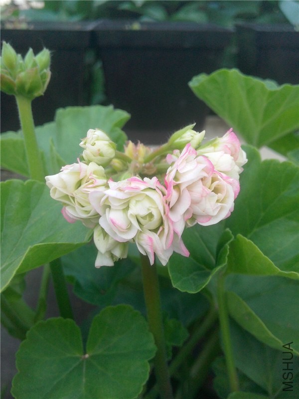 IMG20140429019.jpg