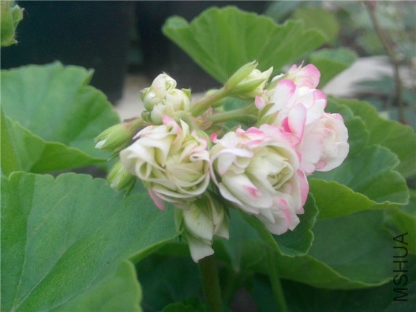 IMG20140429021.jpg