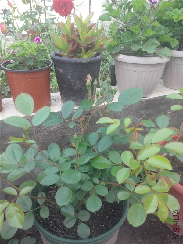 IMG20140429014.jpg