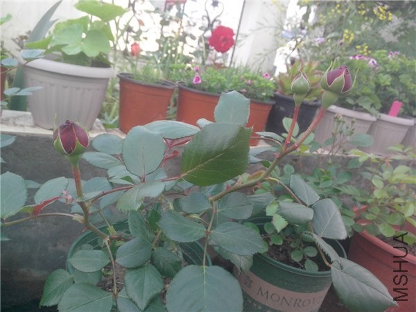 IMG20140429013.jpg
