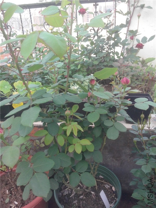 IMG20140429015.jpg