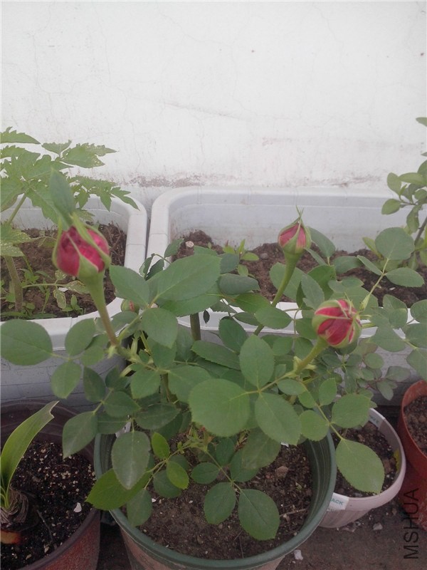 IMG20140429016.jpg