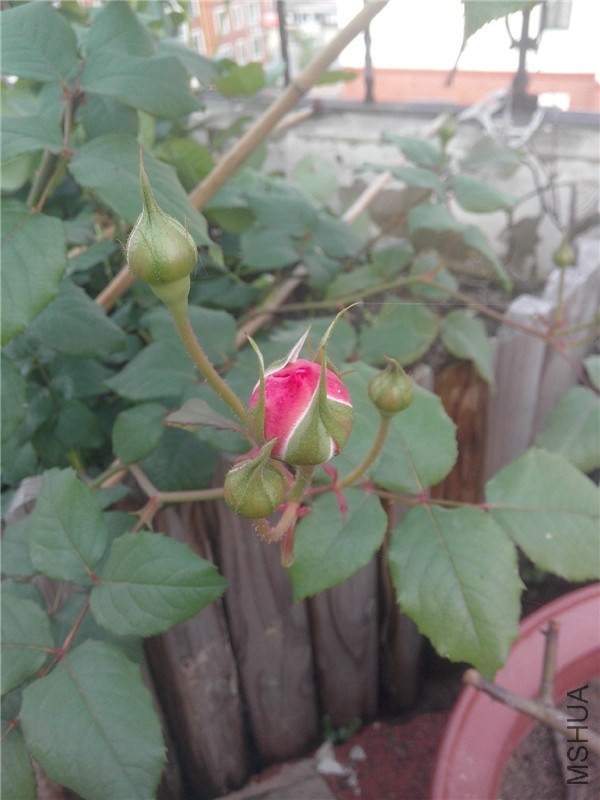 IMG20140429004.jpg