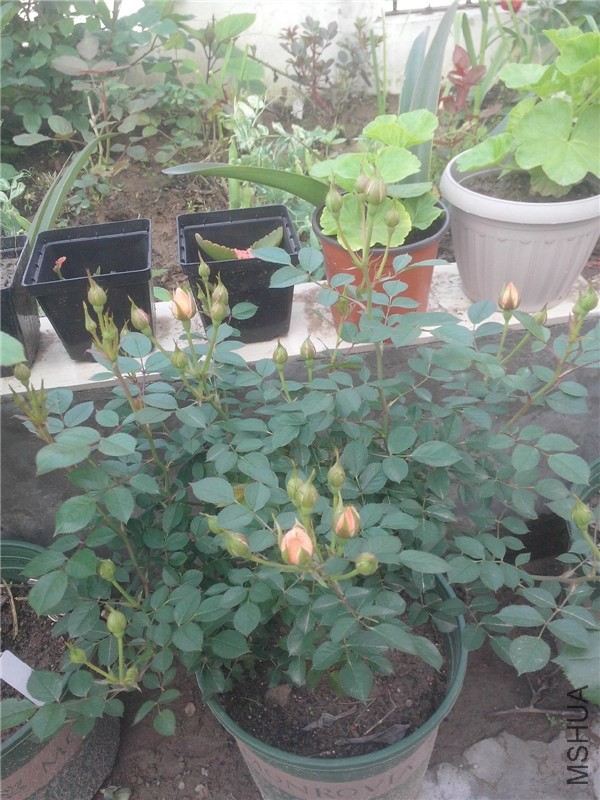 IMG20140429012.jpg