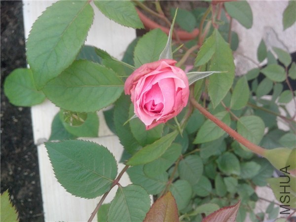 IMG20140429017.jpg