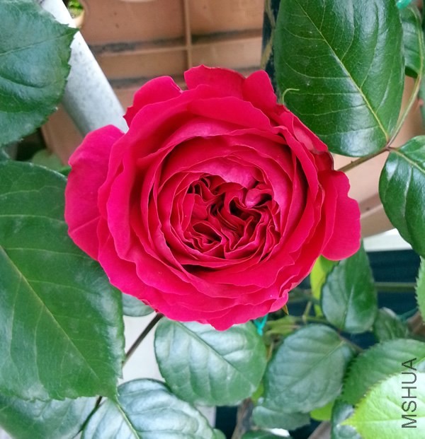 ��ɫ��ɳ��ʯ20140429C.jpg