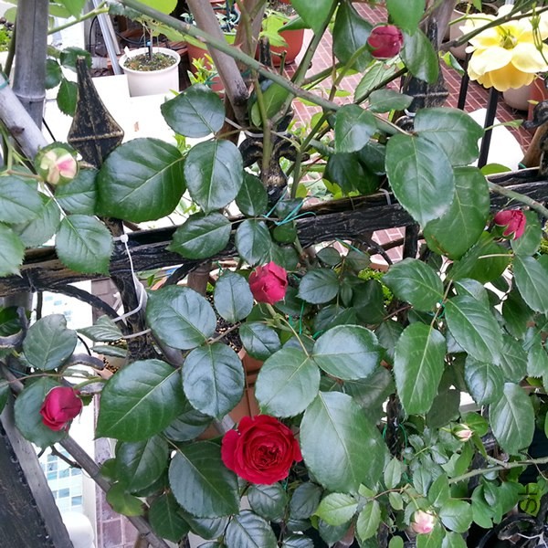 ��ɫ��ɳ��ʯ20140429E.jpg