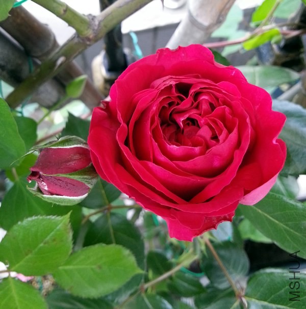 ��ɫ��ɳ��ʯ20140429A.jpg