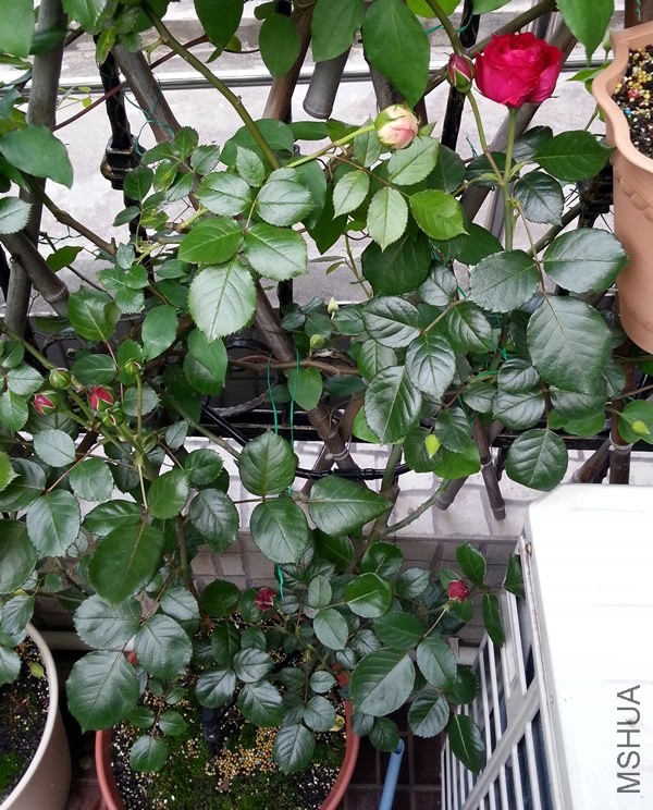 ��ɫ��ɳ��ʯ20140429B.jpg