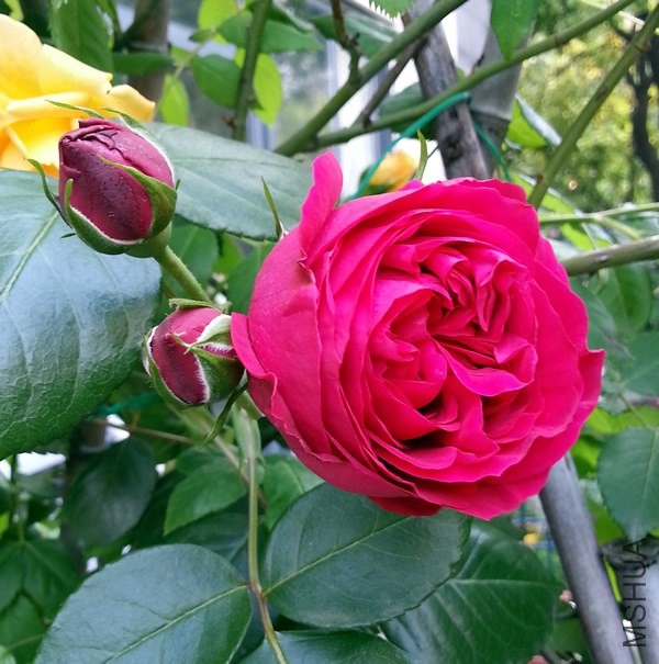 ��ɫ��ɳ��ʯ20140429D.jpg