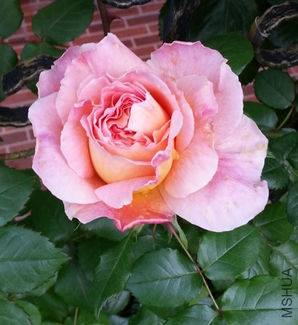 �ǲ�����20140429A.jpg