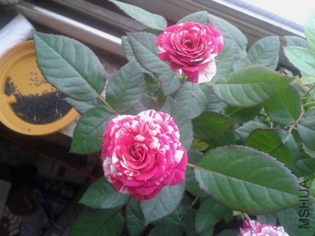 20140423_103115.jpg