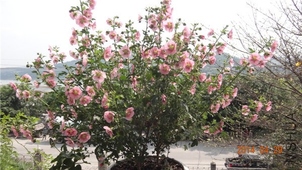 DSC04855_����2.jpg