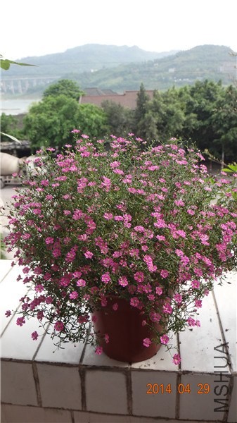 ��԰����