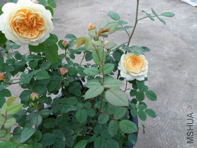 ������С SAM_1141.JPG
