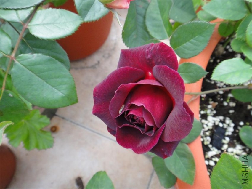 DSC00870.JPG