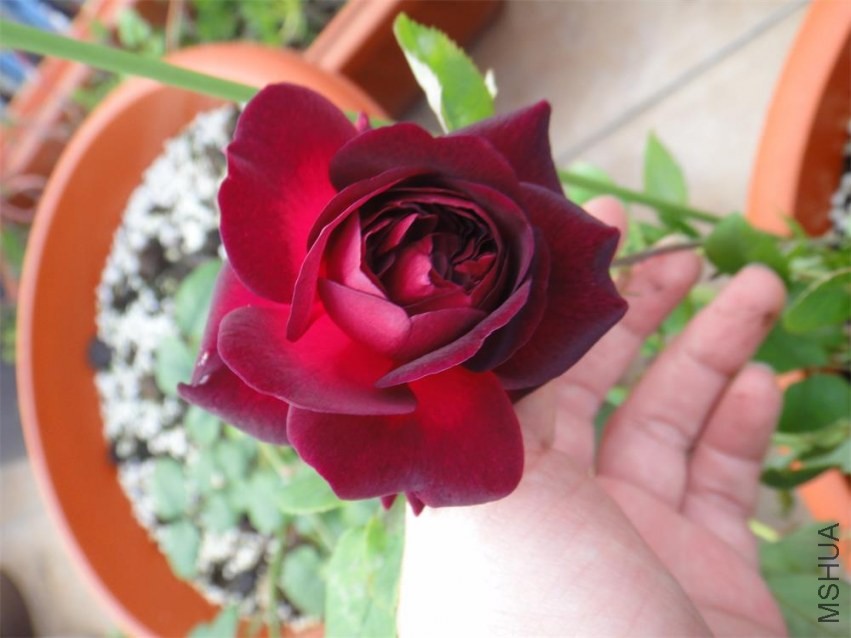 DSC00874.JPG