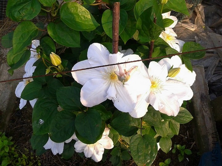 2014-04-29 16.17.53.jpg