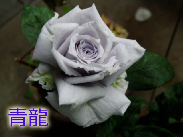 P52903661.jpg