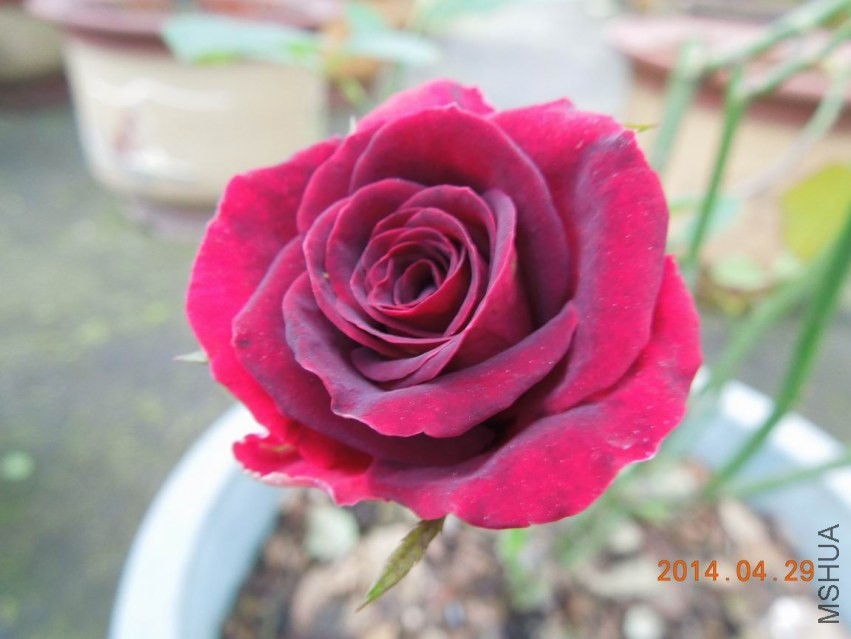 ������С DSCN1731.jpg