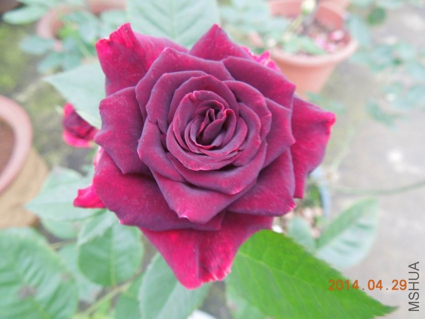 ������С DSCN1729.jpg