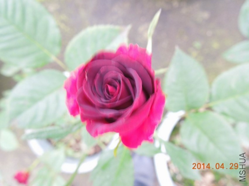 ������С DSCN1730.jpg