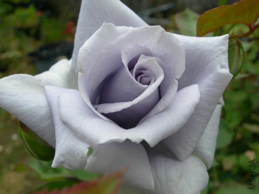 img10043462236.jpg