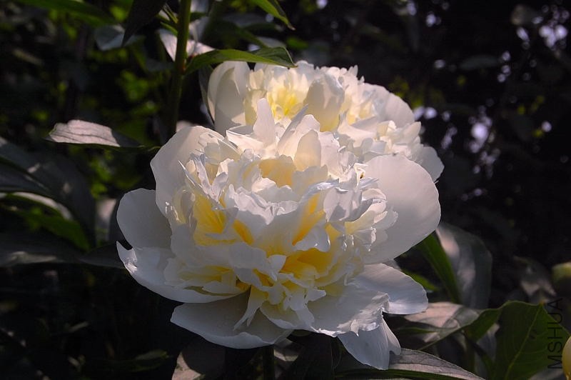 DSC_00980098.JPG