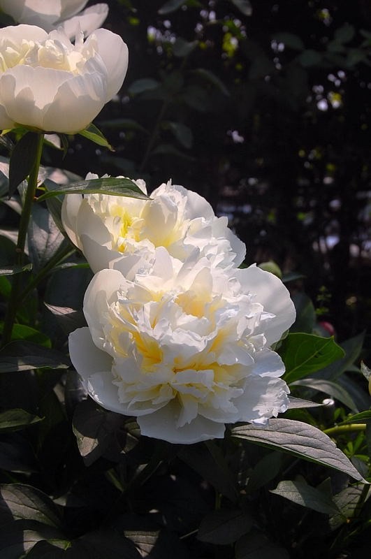 DSC_01000100.JPG