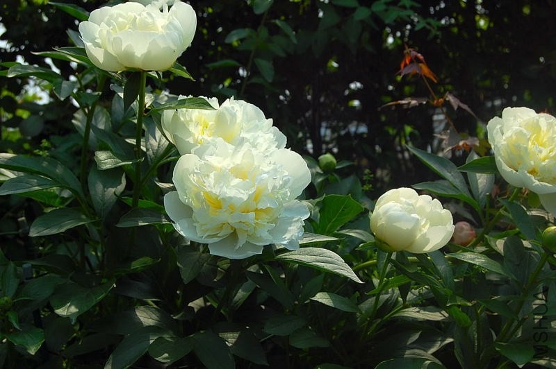 DSC_00910091.JPG