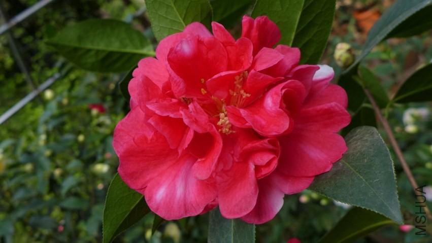 P1350045.jpg